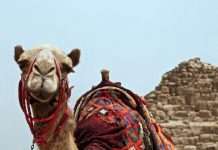 Visum voor Egypte: alle info die je nodig hebt! visum voor Egypte