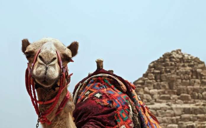 visum voor Egypte
