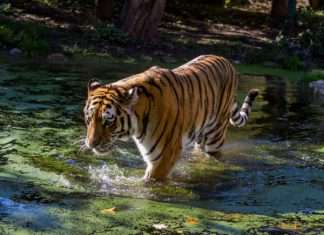 dierentuin Schönbrunn