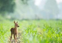 Ontdek de Nederlandse natuur op een avontuurlijke manier dieren spotten nederland