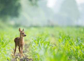 dieren spotten nederland