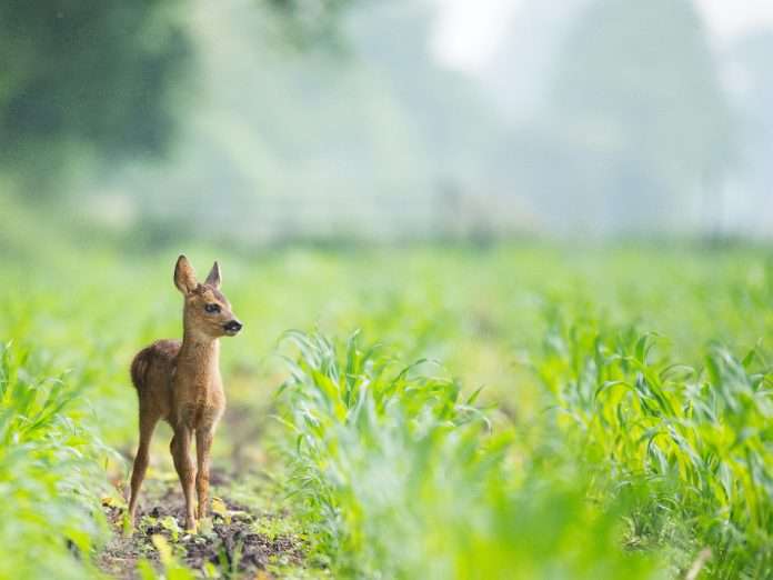 dieren spotten nederland